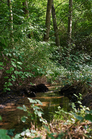 field studies &dash; b&auml;che