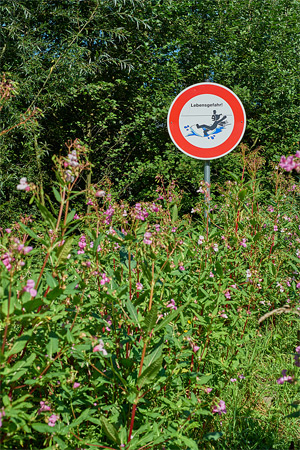 field studies &dash; pflanzen